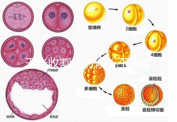 玉米收割的時(shí)候(玉米收割的時(shí)候怎么收割)