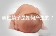 男性精子是如何產(chǎn)生的?