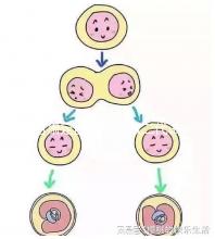 甘肅定西能不能做二代試管嬰兒，成功率高不高？