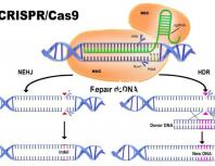 真偽難辨？一文了解林卡爾真假辨別7大方法