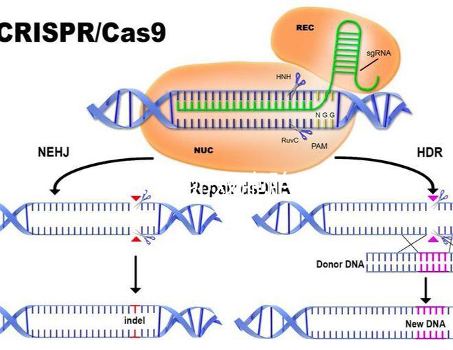 科普:同卵雙胞胎發(fā)生概率堪比中彩票