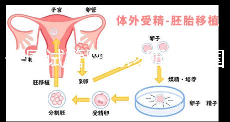 美國試管嬰兒診所(美國試管嬰兒診所排名)