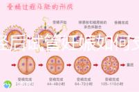 絕經后試管妊娠如何支持黃體戳,醫生:掌握時間很重要