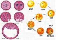 卵泡破裂后多久排卵?要想受孕更容易,這個時間別錯過!