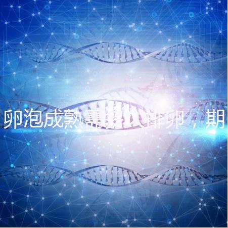 卵泡成熟需多久排卵，期間如何護理可提高受孕率