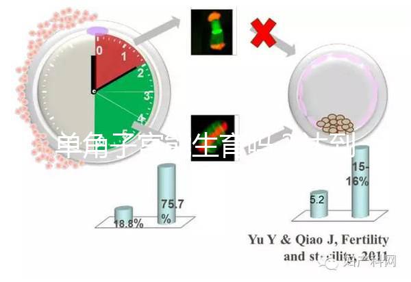 單角子宮能生育嗎？達(dá)到這4個(gè)條件即可懷孕生孩子