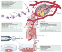 即將做試管了害怕感冒生病，這5招教你提高免疫力