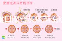 兒童口服脊灰疫苗說(shuō)明書(shū):兩種類(lèi)型用法用量各不相同