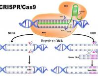 北醫三院做試管,自然周期鮮胚移植成功率是多少?