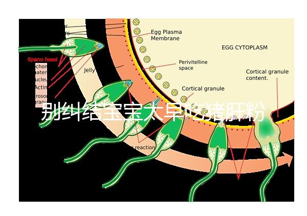 別糾結寶寶太早吃豬肝粉好不好了，先看可不可以吃最重要