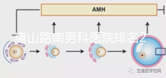 唐山路南男科醫院排名2024，精度高，成本低...