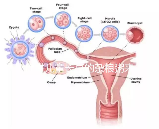 促進兒童長高的雜糧粥來了，世界公認最快長個早餐快安排