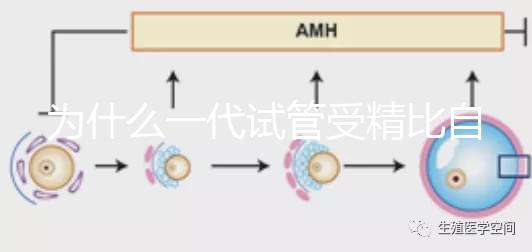 為什么一代試管受精比自然受精更解密?精子和卵子的質(zhì)量只有一個(gè)