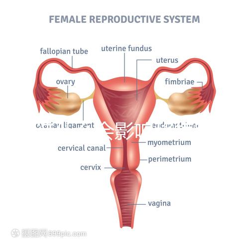 不造什么會影響移植窗口期的結果戳，時間不對著床懸乎