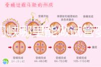 三門峽哪里能做試管嬰兒？從經(jīng)歷談成功率和費用