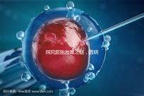 探究胚胎發(fā)育之謎，透明帶出現(xiàn)和消失時間有規(guī)律