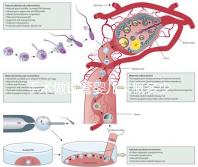 手術做試管嬰兒大概多少錢(手術做試管嬰兒大概多少錢啊)