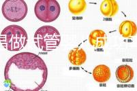 宜昌做試管嬰兒成功率和費用多少?先看哪些醫(yī)院能做吧!