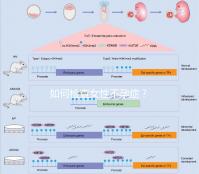 如何檢查女性不孕癥？