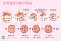 妊娠早期的常見癥狀是什么?