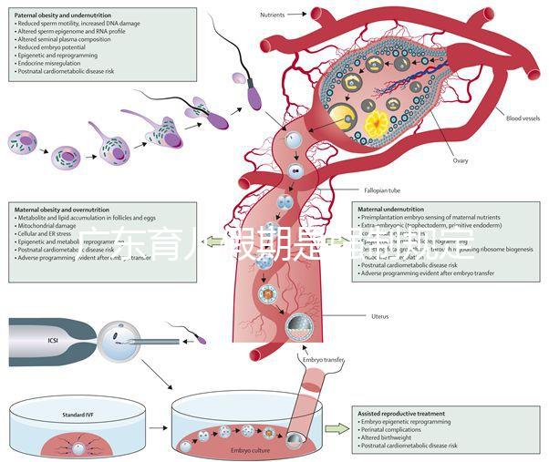 廣東育兒假期是強制規(guī)定！深圳包不包括雙休日這均有答復