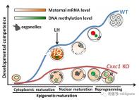 廣州hpv疫苗預(yù)約流程攻略，詳細(xì)地址加電話收好不謝