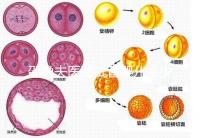 邵逸夫醫(yī)院試管嬰兒多少錢？全部費(fèi)用明細(xì)為你一一列出