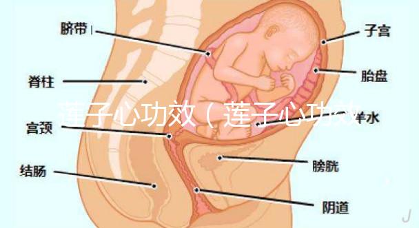 蓮子心功效(蓮子心功效作用與主治)