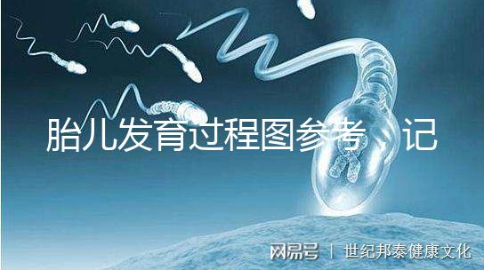 胎兒發育過程圖參考，記錄胚胎從一到九個月變化