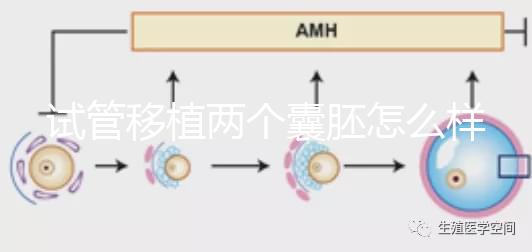 試管移植兩個囊胚怎么樣？成功率高嗎？