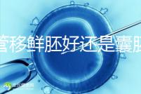 試管移鮮胚好還是囊胚好(3天鮮胚和5天囊胚的區別)