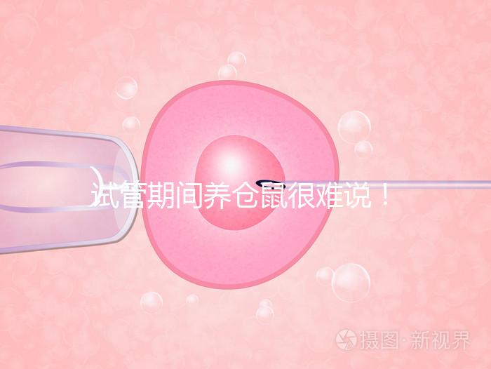 試管期間養(yǎng)倉(cāng)鼠很難說(shuō)！先了解對(duì)胎兒的影響再?zèng)Q定！