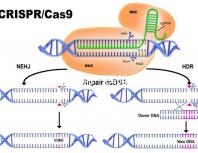 試管嬰兒哪個(gè)醫(yī)院成功率最高(試管嬰兒哪個(gè)醫(yī)院成功率最高掛號(hào)哈爾濱天元婦產(chǎn))