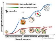 試管嬰兒失敗有黑幕？泰國杰特寧醫院騙局是謠言還是欺騙？